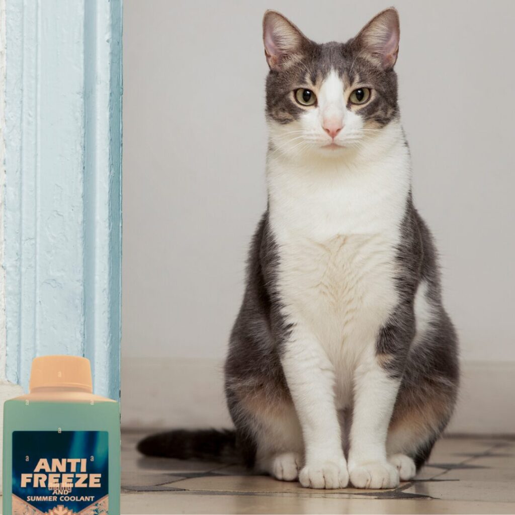 Antifreeze Poisoning In Cats  