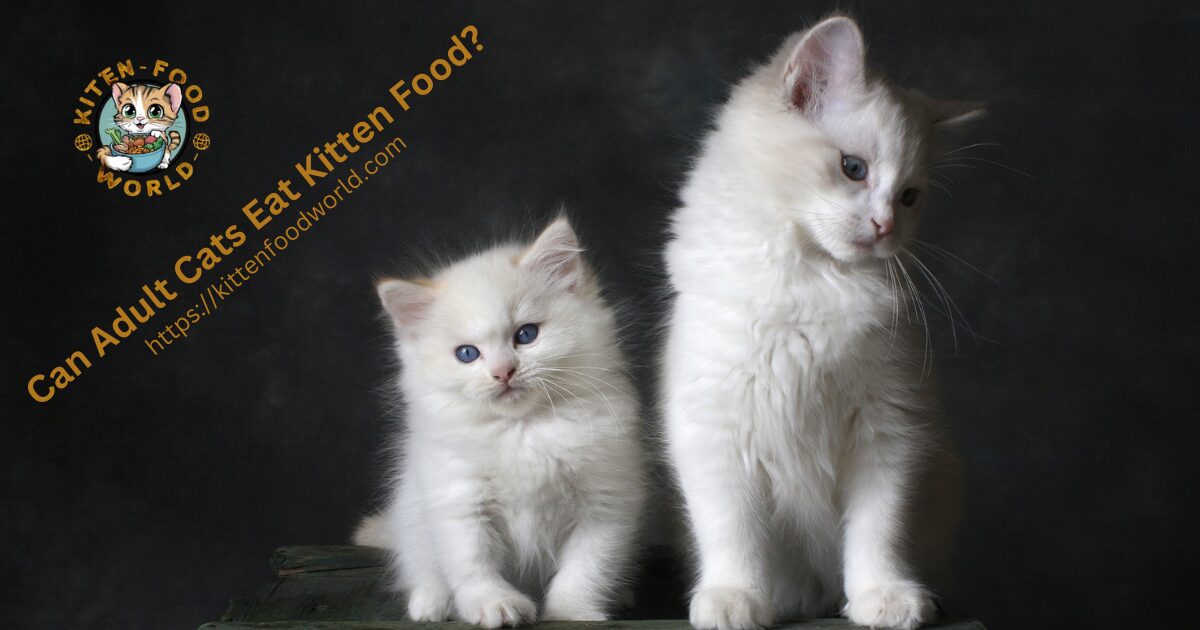 Can Adult Cats Eats Kitten Food?