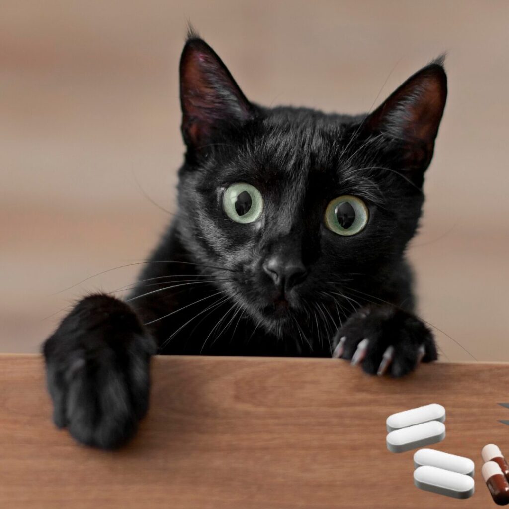 Human Medications that Poison Pets 