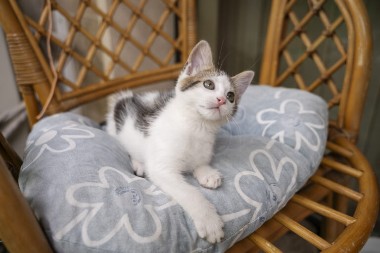 Cozy kitten resting in a soft bed, symbolizing welcoming a new pet