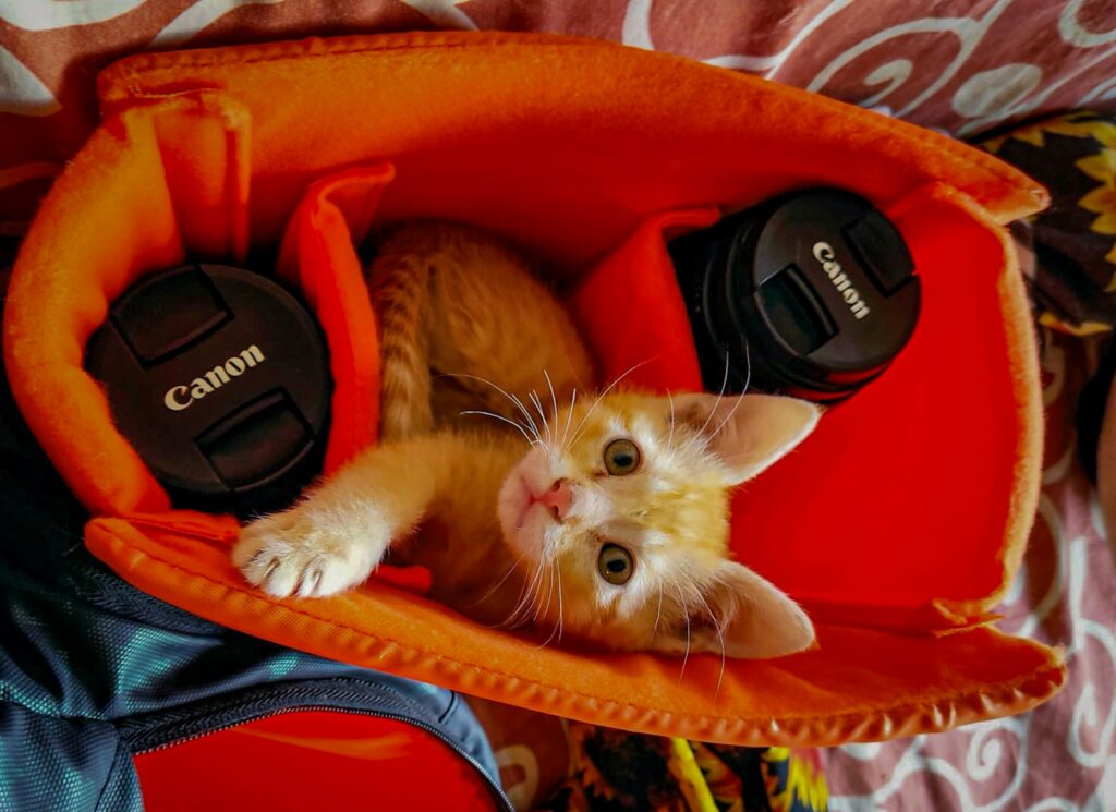 Cat in Naughty Mood in bag - exploring the benefits and risks of bags for cats