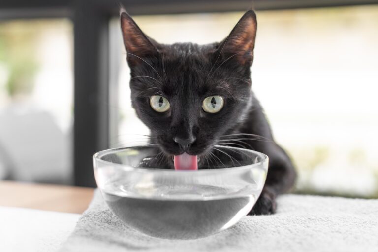 Cat Drinking Water from a Bowl