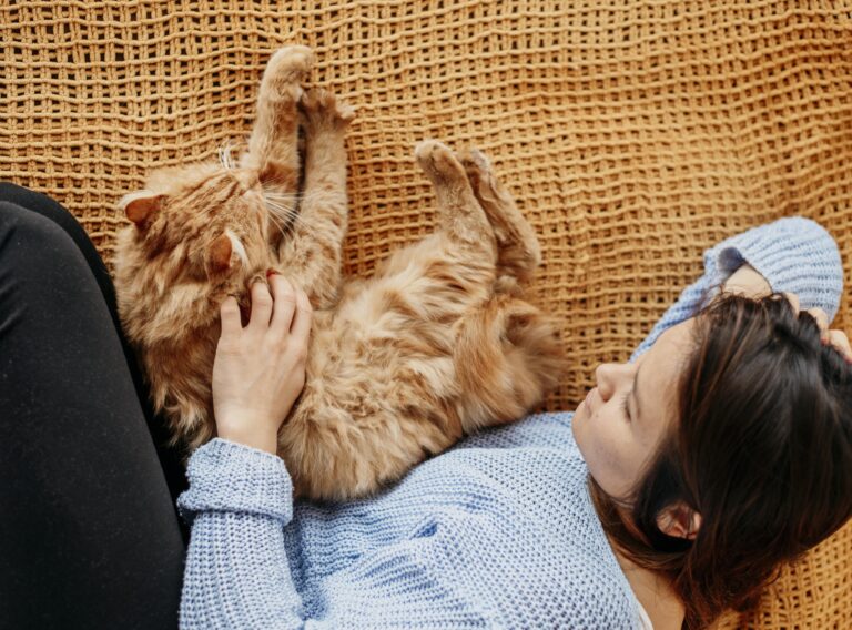 A fluffy cat lying on a soft blanket, with its eyes half-closed in a relaxed expression, being gently petted by a human hand.