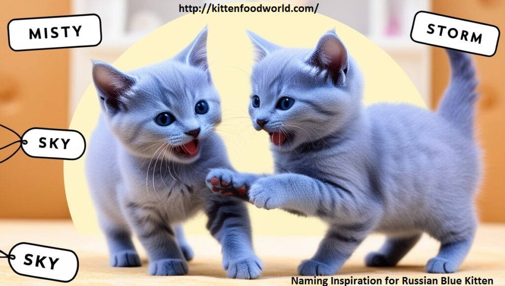 Naming Inspiration for Russian Blue Kittens 
