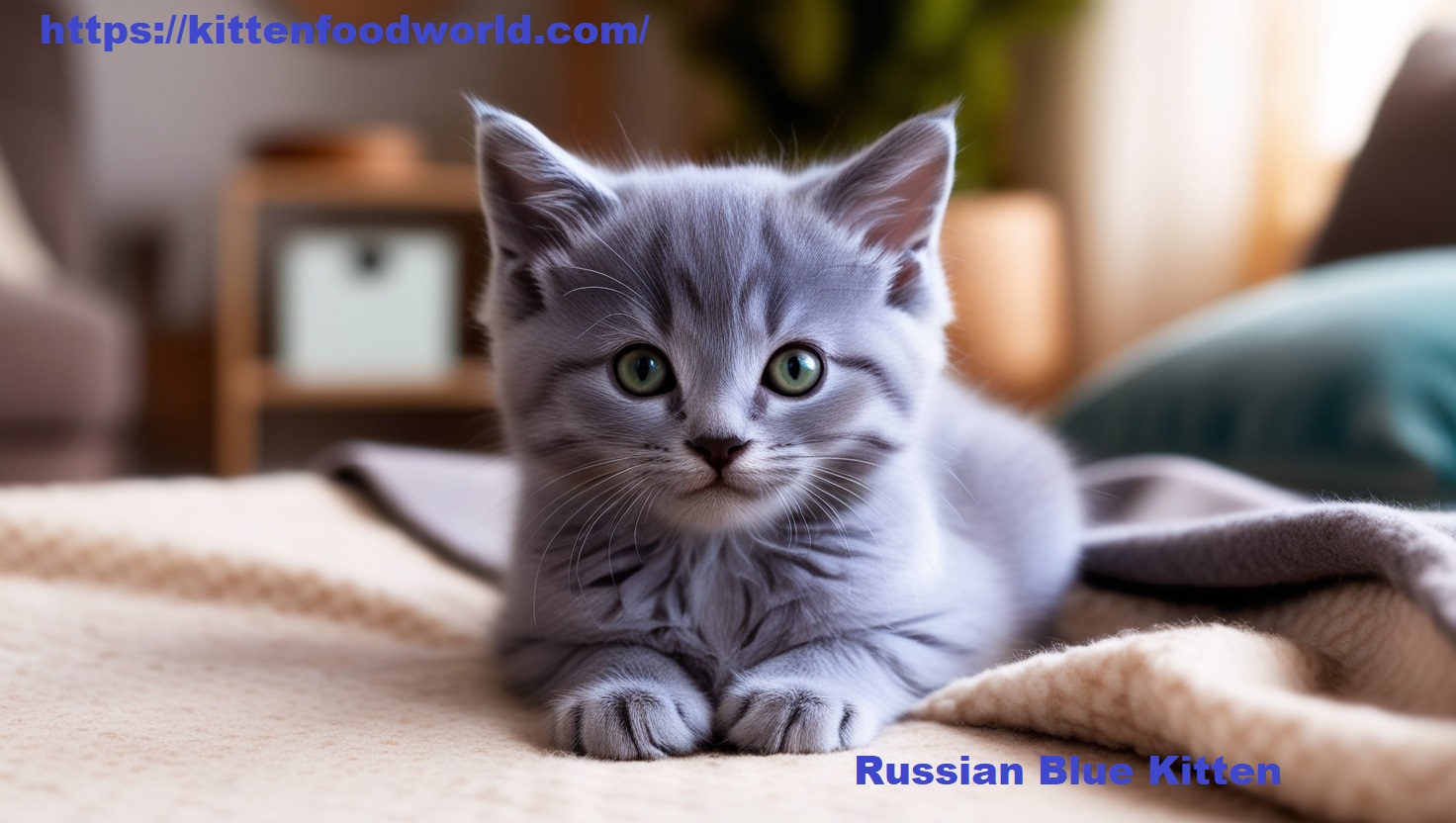 Close-up of a Russian Blue kitten with green eyes, sitting on a cozy blanket in a warmly lit room, showing its soft blue-gray fur and curious expression.