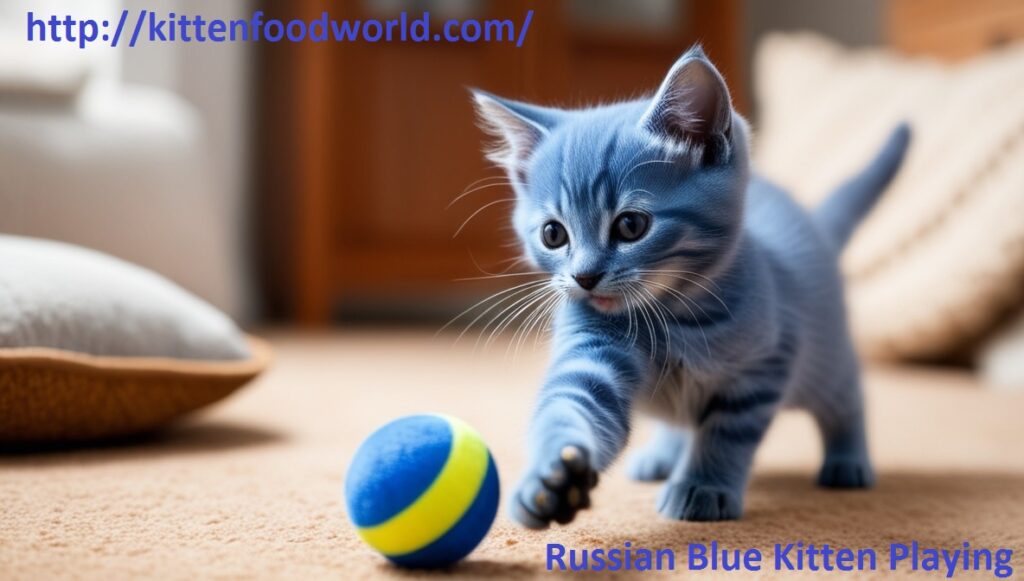 Russian Blue Kitten Playing