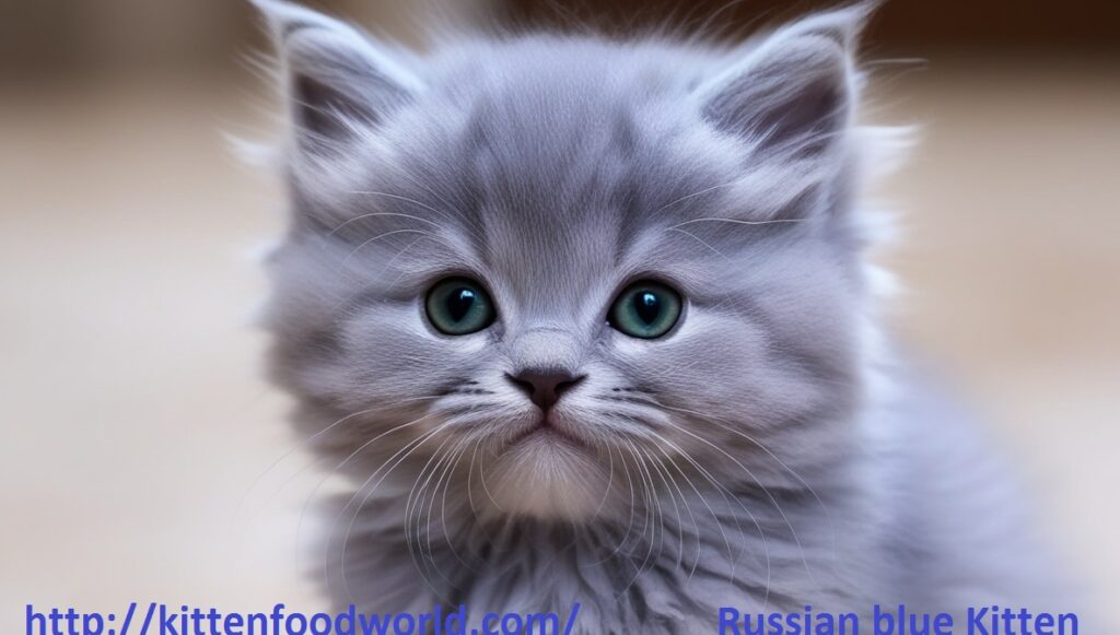 Russian Blue kitten with soft, blue-gray fur and bright, emerald-green eyes.