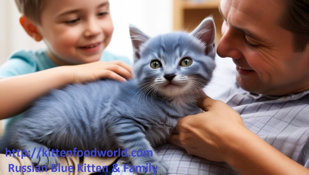 Russian Blue Kitten and Family Interaction 
