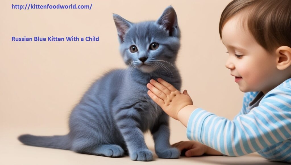 Russian Blue Kitten with a Child 
