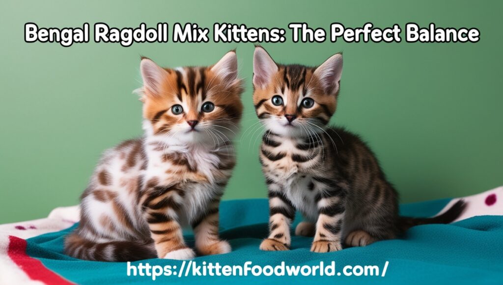 Bengal Ragdoll mix kittens with marbled and spotted coats on a blanket. 