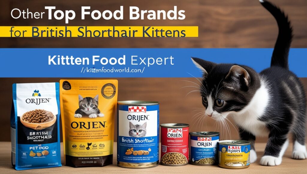 A selection of premium cat food brands, including Orijen, for British Shorthair kittens with a kitten looking on.