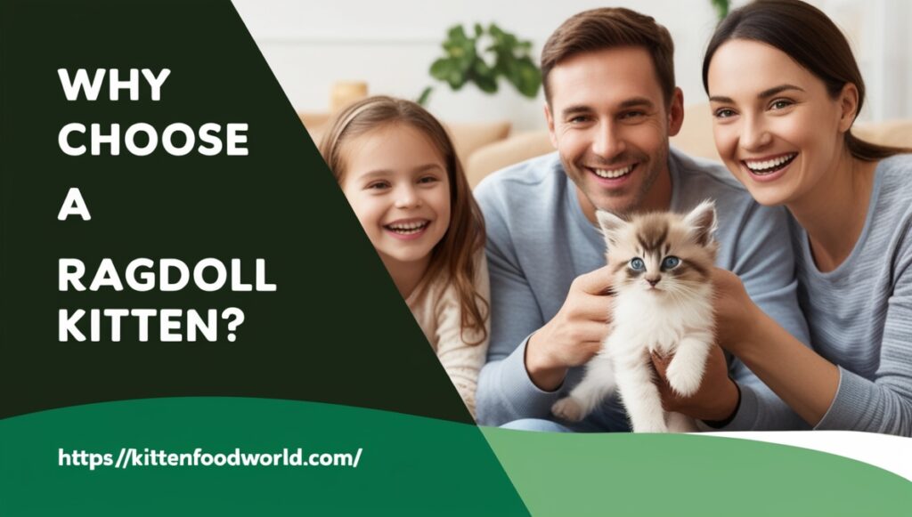 Why Choose a Ragdoll Kitten?