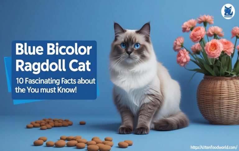 Blue Bicolor Ragdoll Cat