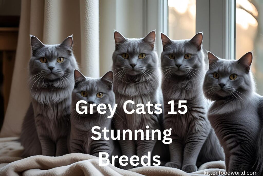 grey cats