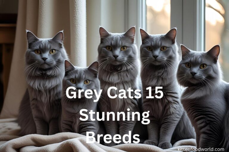 grey cats