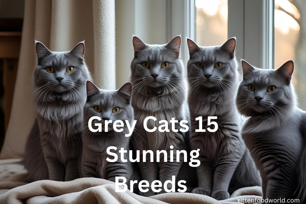 grey cats