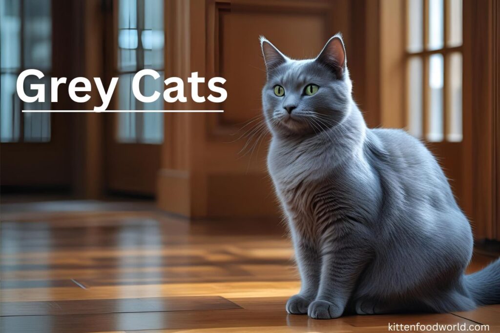 grey cats